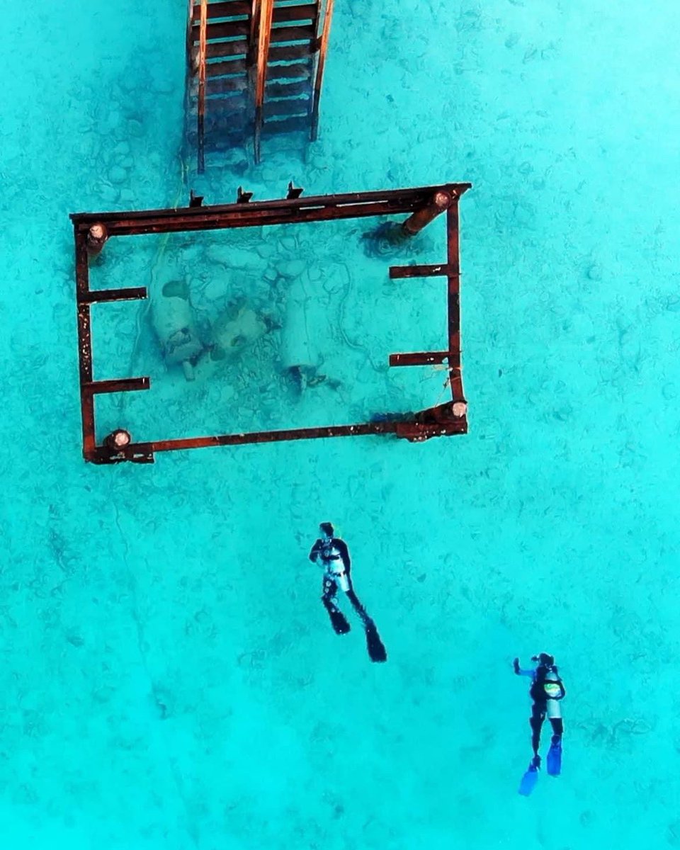 bigappledivers tweet media