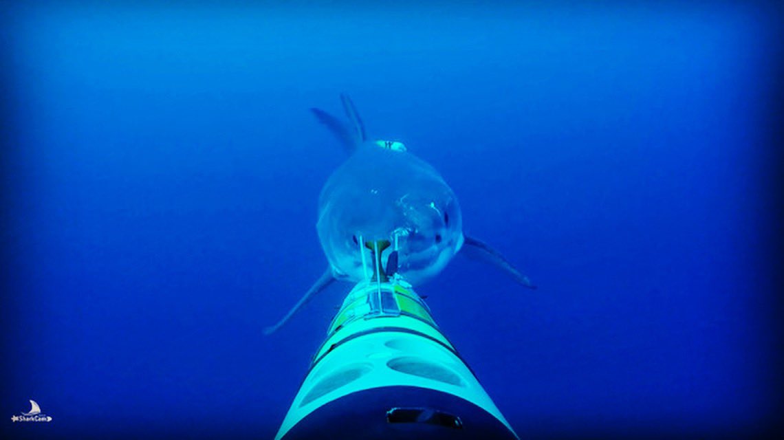 How do folks feel about a #sharkcam system that could go for days and work on all kinds of platforms? #sharkweek future 2024 - Deep Blue reunion @oceanrobotcam @WHOI