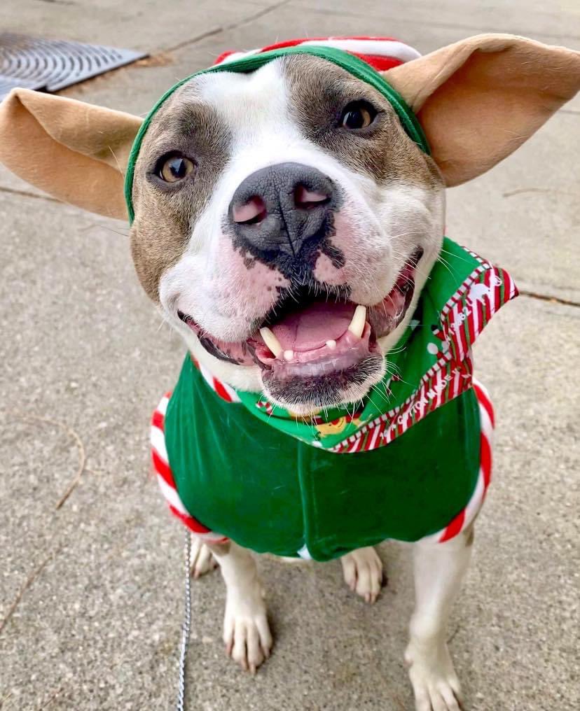 <a href="/StevenTDennis/">Steven Dennis</a> This is Speckles the Elf who’s been waiting for a home since April at <a href="/LucasCountyDogs/">LucasCountyCanineCare</a>. He’s smart and cute! (not my pic)
