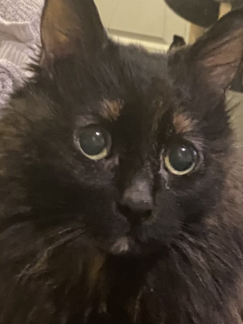medievalrogue42's tweet photo. @GroovyBruce I have a Freya, Stella, and Valkyrie 💜💜 https://t.co/fTwUN437Gy