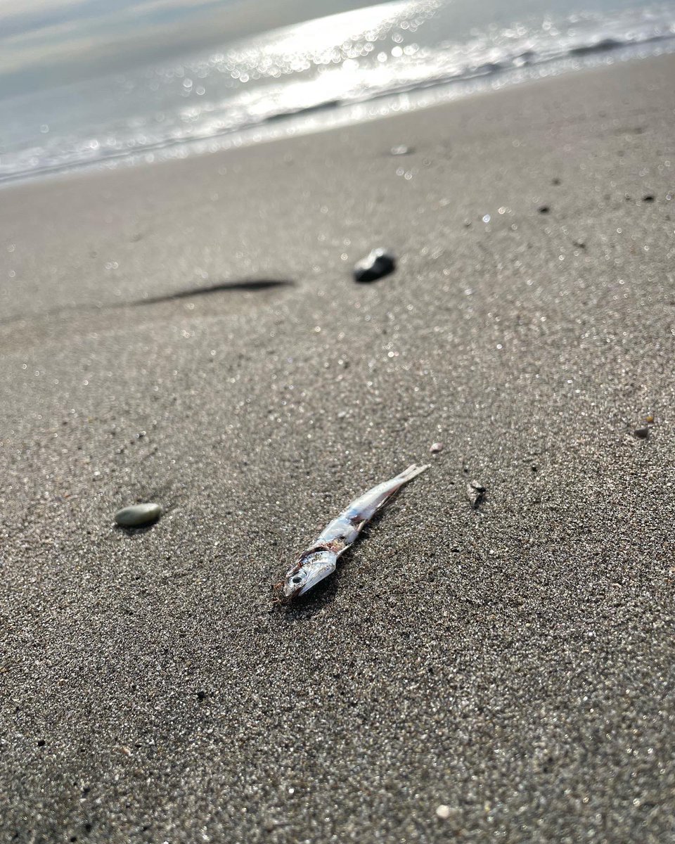 oyajipowers's tweet photo. 錆びた物置の天板で体色変化するハラビロカマキリ…波打際にうちあげられたカタクチイワシ…2022年11月17日
11月のカマキリはなんか物哀しい
#protectivecolor #prayingmantis #seasidebeach #justnow #錆び色 #体色変化 #ハラビロカマキリ #カタクチイワシ #つい今しがた #11月のかまきり https://t.co/fkLH8Patma
