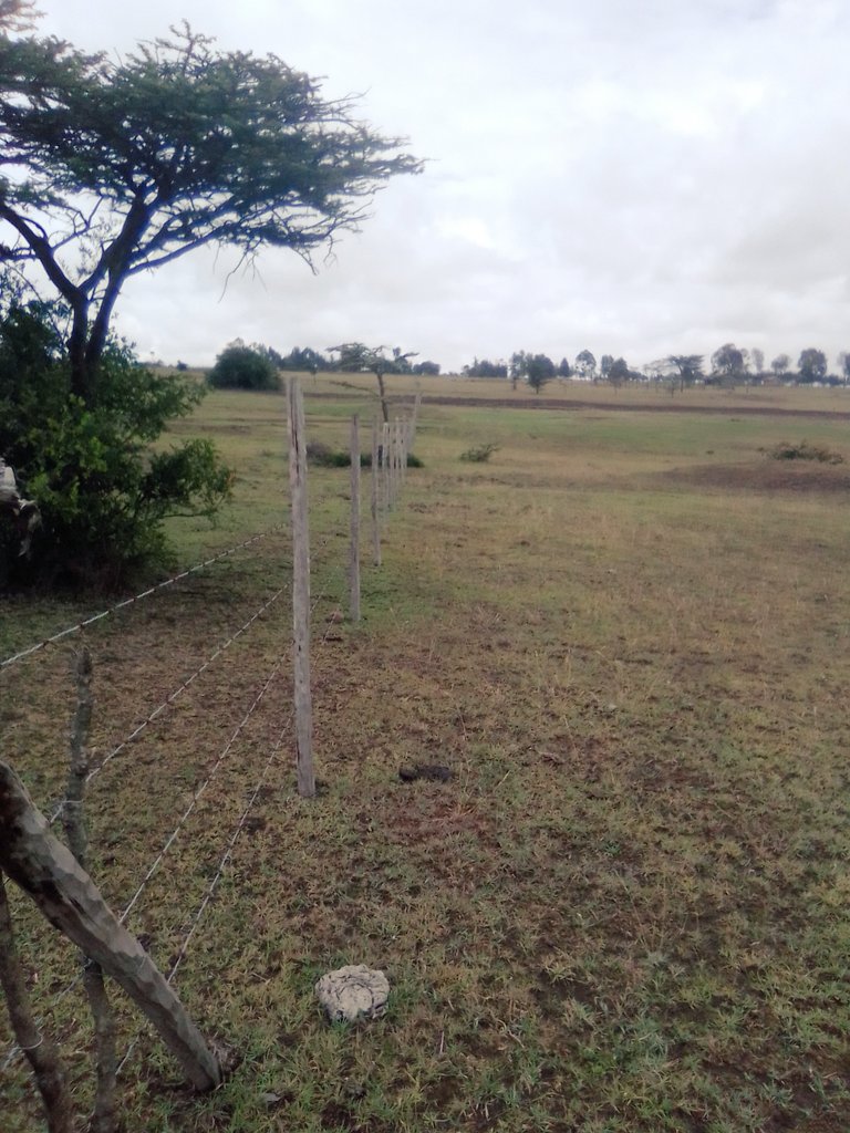 Laikipia Ranches tweet media