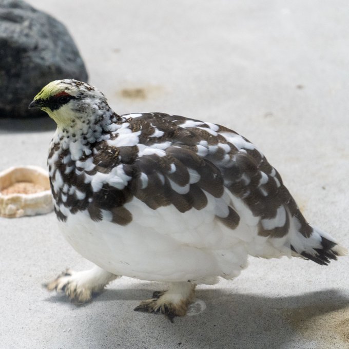 ライチョウ の評価や評判 感想など みんなの反応を1週間ごとにまとめて紹介 ついラン
