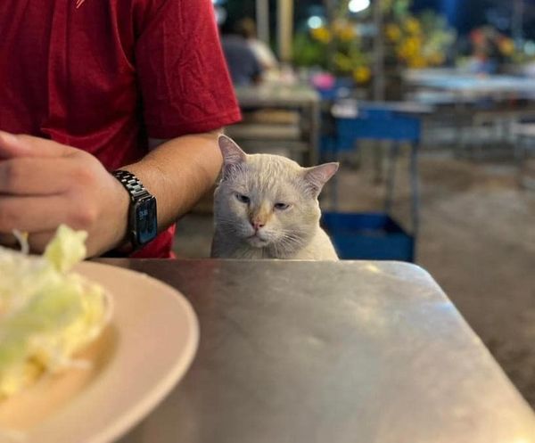 Cute stray meow 😘
