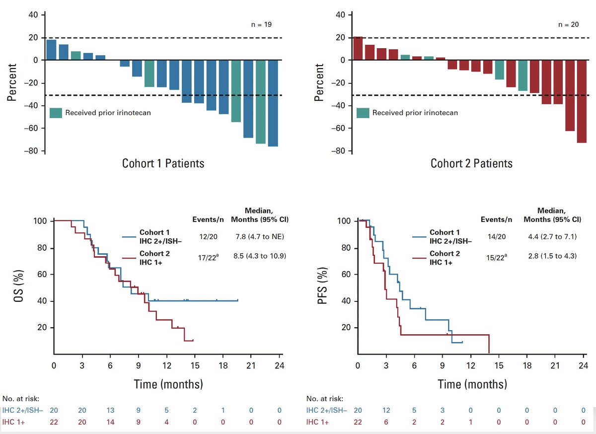 🧐Is there a role for Trastuzumab-Deruxtecan in  HER2–Low Gastric Adenocarcinoma❓
@JCO_ASCO 
doi.org/10.1200/JCO.22…
👉19 pts HER2 IHC 2+/ISH– -> DCR 86% mPFS 4 mOS 8
👉 21 pts HER2 IHC1+-> ORR 62% mPFS 3 mOS 8
🎯promising -> further evaluation wanted

@myESMO @OncoAlert