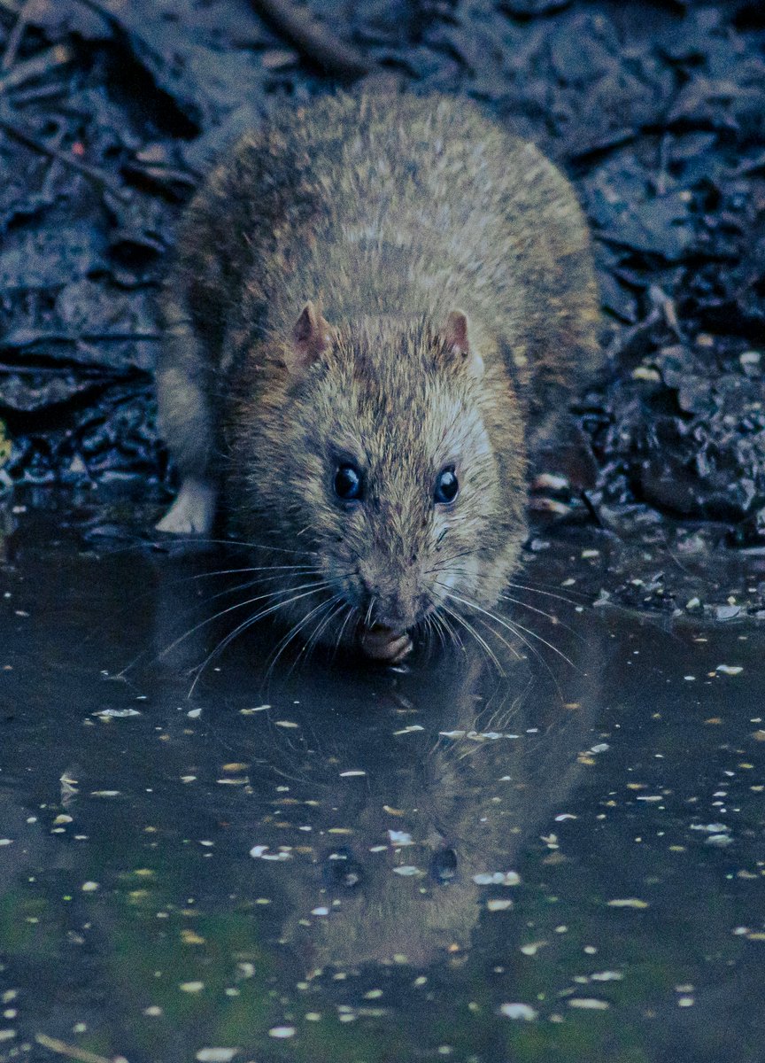 PDKImages's tweet photo. Mirror, mirror on the floor, who is the most maligned of us all.........?

#rat #brownrat #animal #mammal #reflection #maligned #wildlife #nature #naturephotography #rspb_love_nature #naturelover https://t.co/qTlVirUgRs