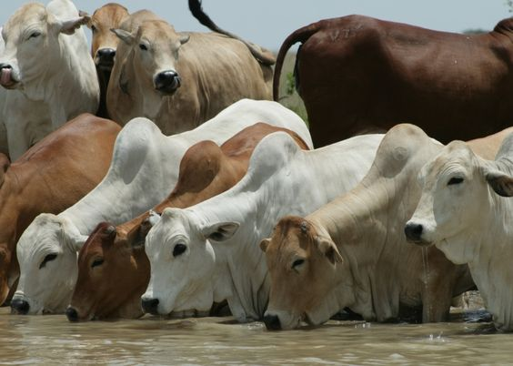 Modern Agriculture Updates tweet media