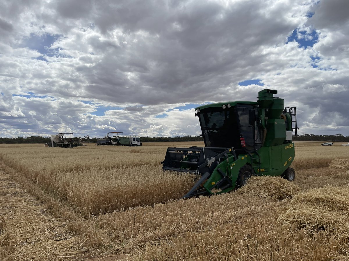Louise Barton (@drloubee) on Twitter photo Harvest is well underway at DPIRD’s Merredin Research Station. We will be examining N fertiliser losses here, plus 3 other WA sites in partnership with <a href="/DPIRDWA/">DPIRDWA</a> <a href="/MurdochUni/">Murdoch University</a>. Project part of a <a href="/theGRDC/">GRDC</a> national project <a href="/UWAresearch/">UWA Research</a> <a href="/IOA_UWA/">The UWA Institute of Agriculture</a> Harvest is well underway at DPIRD’s Merredin Research Station. We will be examining N fertiliser losses here, plus 3 other WA sites in partnership with <a href="/DPIRDWA/">DPIRDWA</a> <a href="/MurdochUni/">Murdoch University</a>. Project part of a <a href="/theGRDC/">GRDC</a> national project <a href="/UWAresearch/">UWA Research</a> <a href="/IOA_UWA/">The UWA Institute of Agriculture</a>