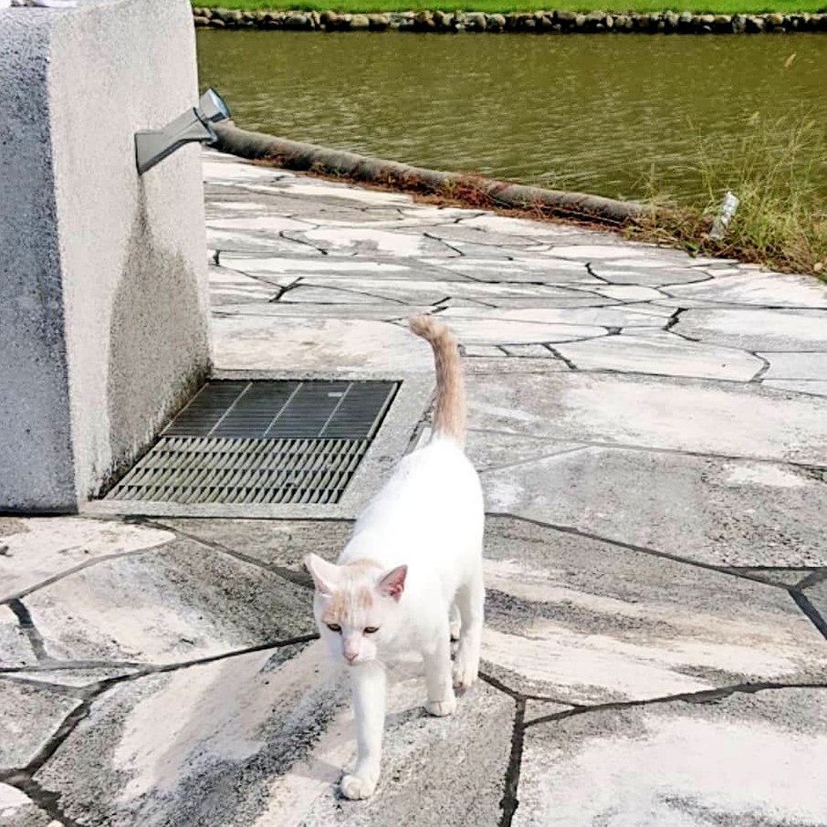 qRePZCbU3uHVsKs's tweet photo. 海あがりからのローカル猫。

#猫 #地域猫 #猫好き #sruf #Srufer #海
 #海水は
 #ストレスを溶かす https://t.co/5Dkn2dvCcP