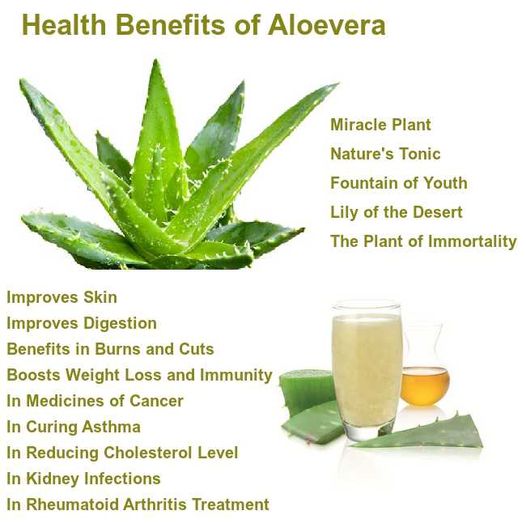 Organic Live Food on Twitter "The high content of vitamin C in 