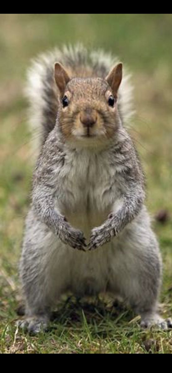 Did you know that squirrels 🐿 lose 80% of the nuts they hide?