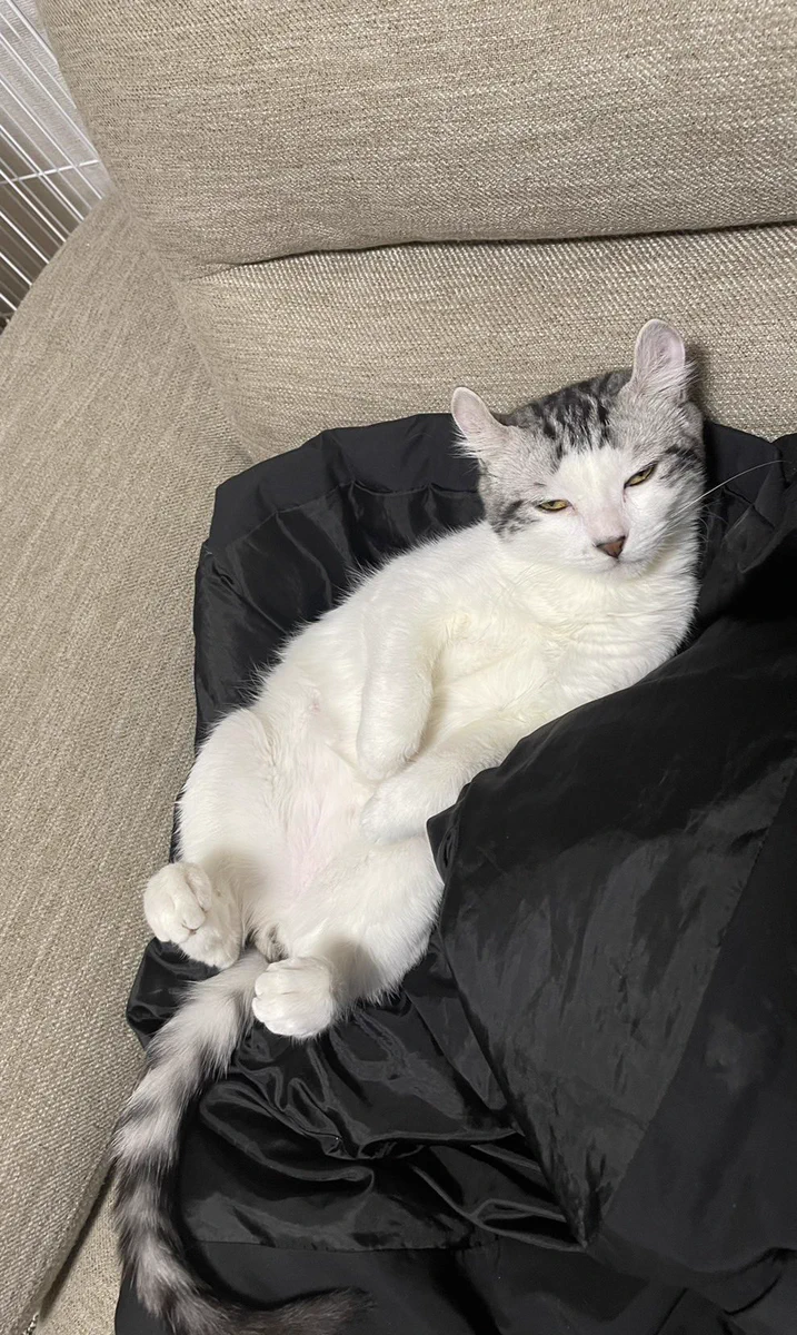 目が開ききらない猫ちゃん…実はやる気がないだけ？！www