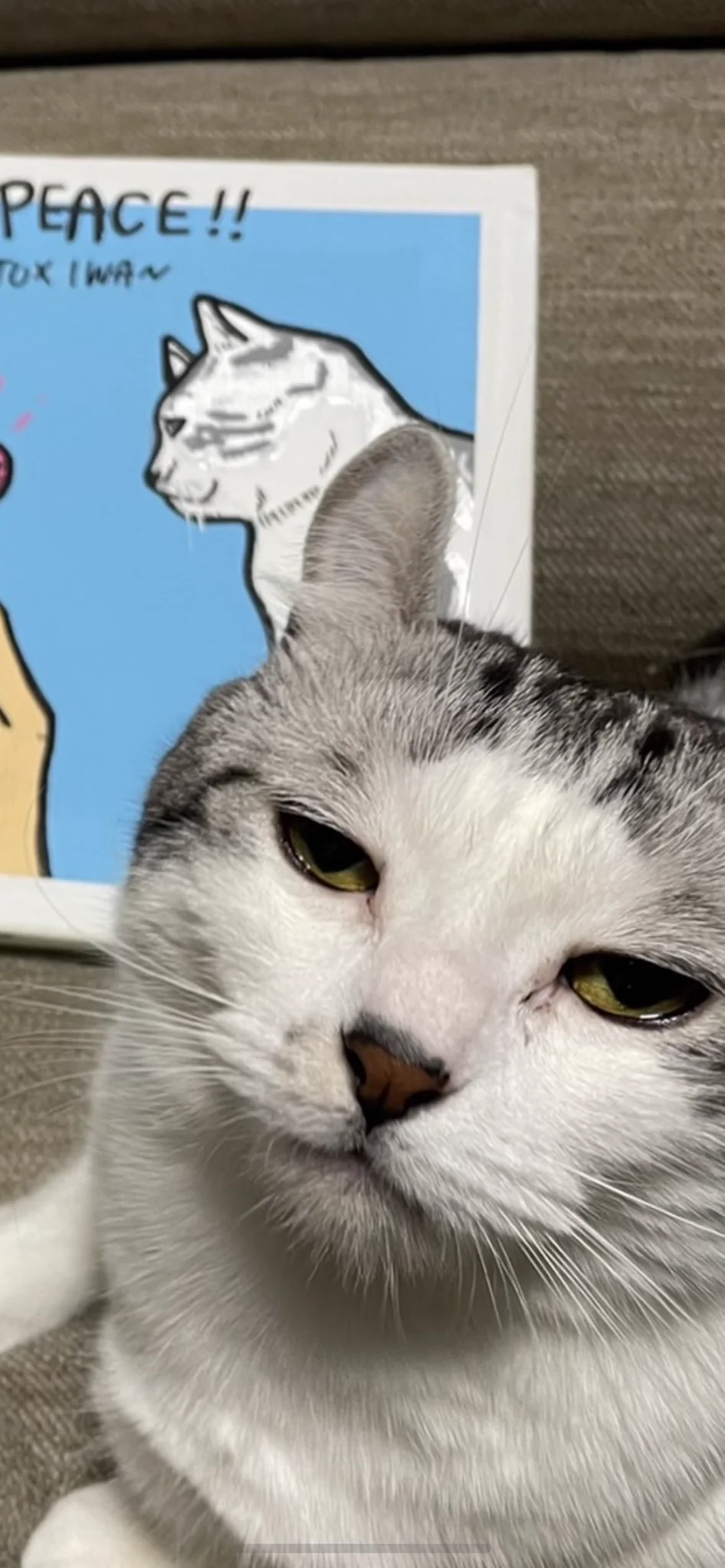 目が開ききらない猫ちゃん…実はやる気がないだけ？！www