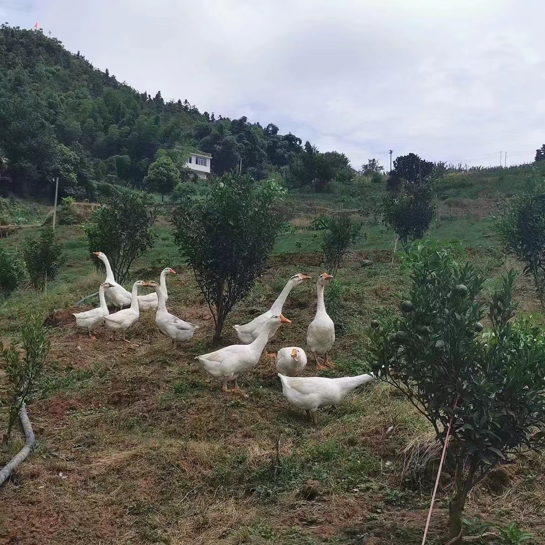 DanielLewisd's tweet photo. A flock of large white geese https://t.co/xXtbvoqbAc