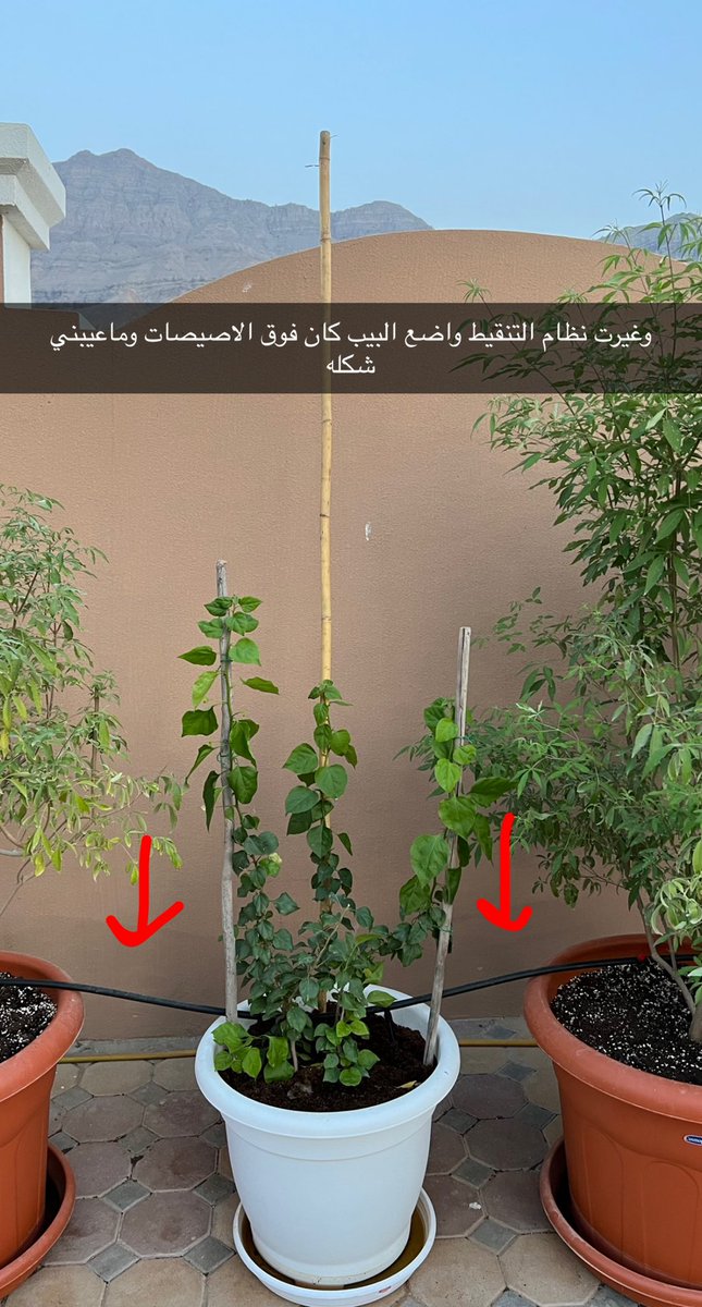 tulip_uae's tweet photo. وغيرت نظام التنقيط عندي 💪🏻

بالسابق كان البيب فوق الاصيصات وكنت اعاني بسبب اختلاف حجم وارتفاع الاصيصات وشكل البيب وهو معلق ما كان حلو

حاليا شفت طريقه التنقيط عند الاخت @mhm_humaid  وطبقتها عندي باول مجموعه 👌🏻 https://t.co/gFYVGTGCRc