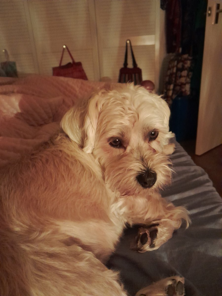 Bellaandfreya's tweet photo. Pals! I woke mum up to bark at foxsies which apawrently is not good  🙄 then Freya brought a mousie in! Wow pals it was so exciting 😲 we played wiv it a bit and den she ate it 🤢
Mum not happy 😬 #grumpymum #tiredmum #poormouse https://t.co/G4sIazO9xc