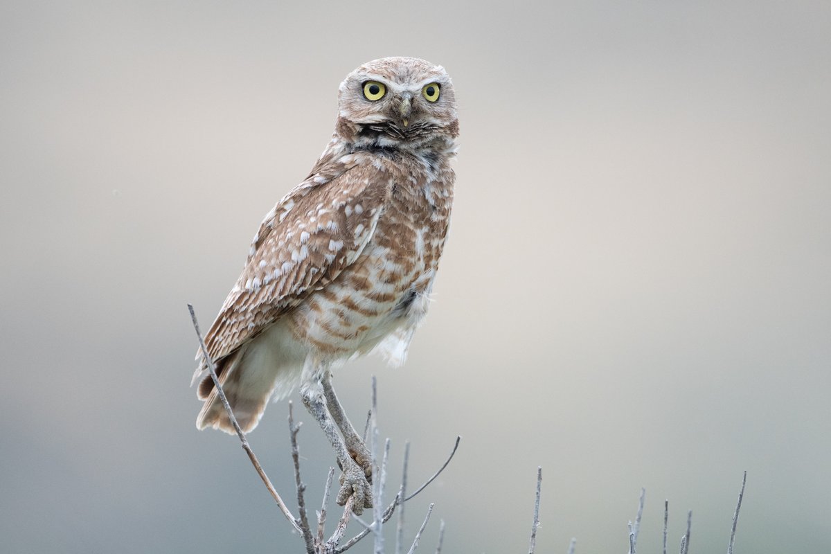 Girls Who Click tweet media