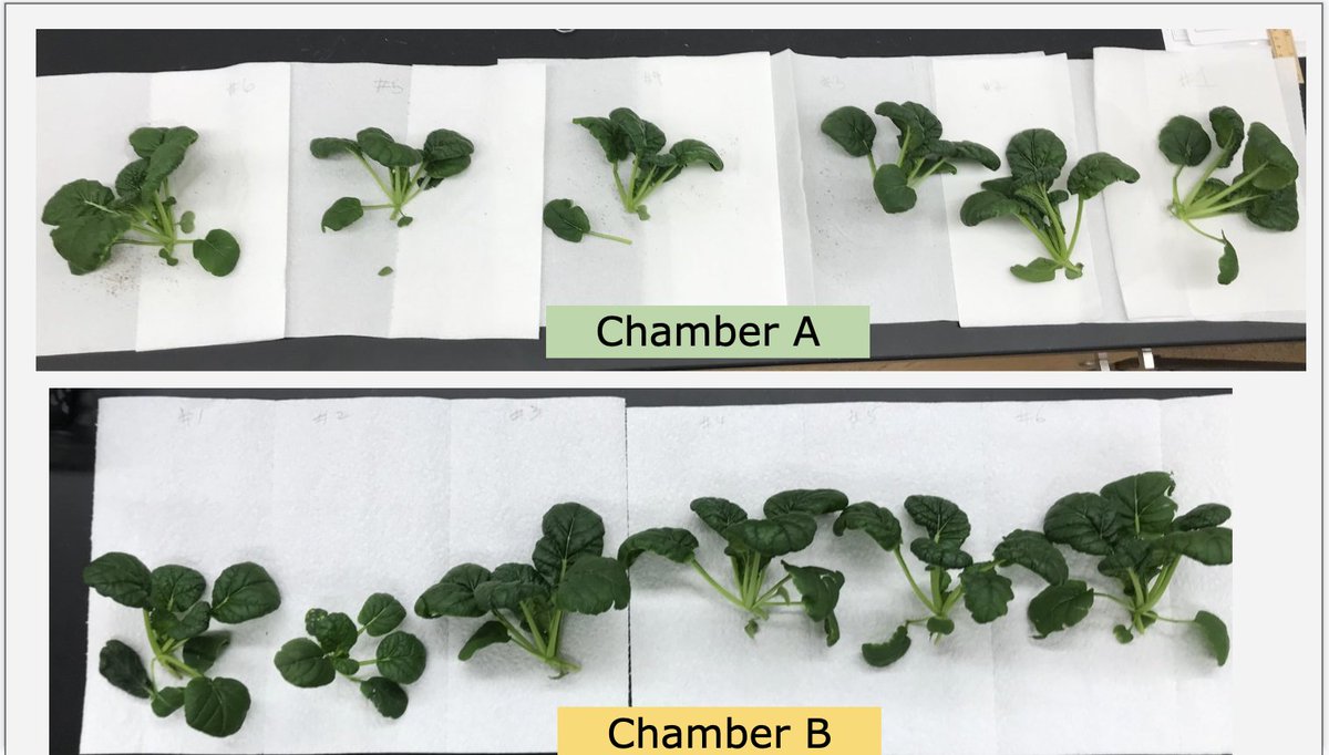 #Dowhighspacefarmers concluded Fall Trial experiments on Misome plants on 11/11! Newbies' first harvest! 🥳Wk4 Ave Rm Temp 20.2C, HMD 34.5%, Total fresh mass: 71.5g(A); 53.1g(B)🌱🚀🌱@GrowBeyondEarth @plantsinspace @JacobIkaros @trentmsmith @MidlandPS @FairchildChall #spacebotany