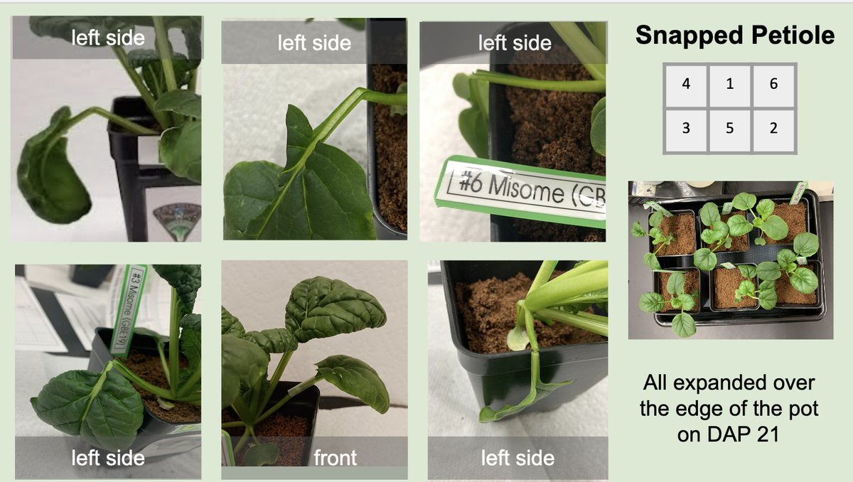 #Dowhighspacefarmers' petiole rescue mission was a success: Leaves still growing!🌱🚀😀DAP24-28:more snapped petioles on the edge of pots! Plus ripped leaves & light-green leaf edge @GrowBeyondEarth @FairchildChall @plantsinspace @JacobIkaros @trentmsmith @MidlandPS #spacebotany