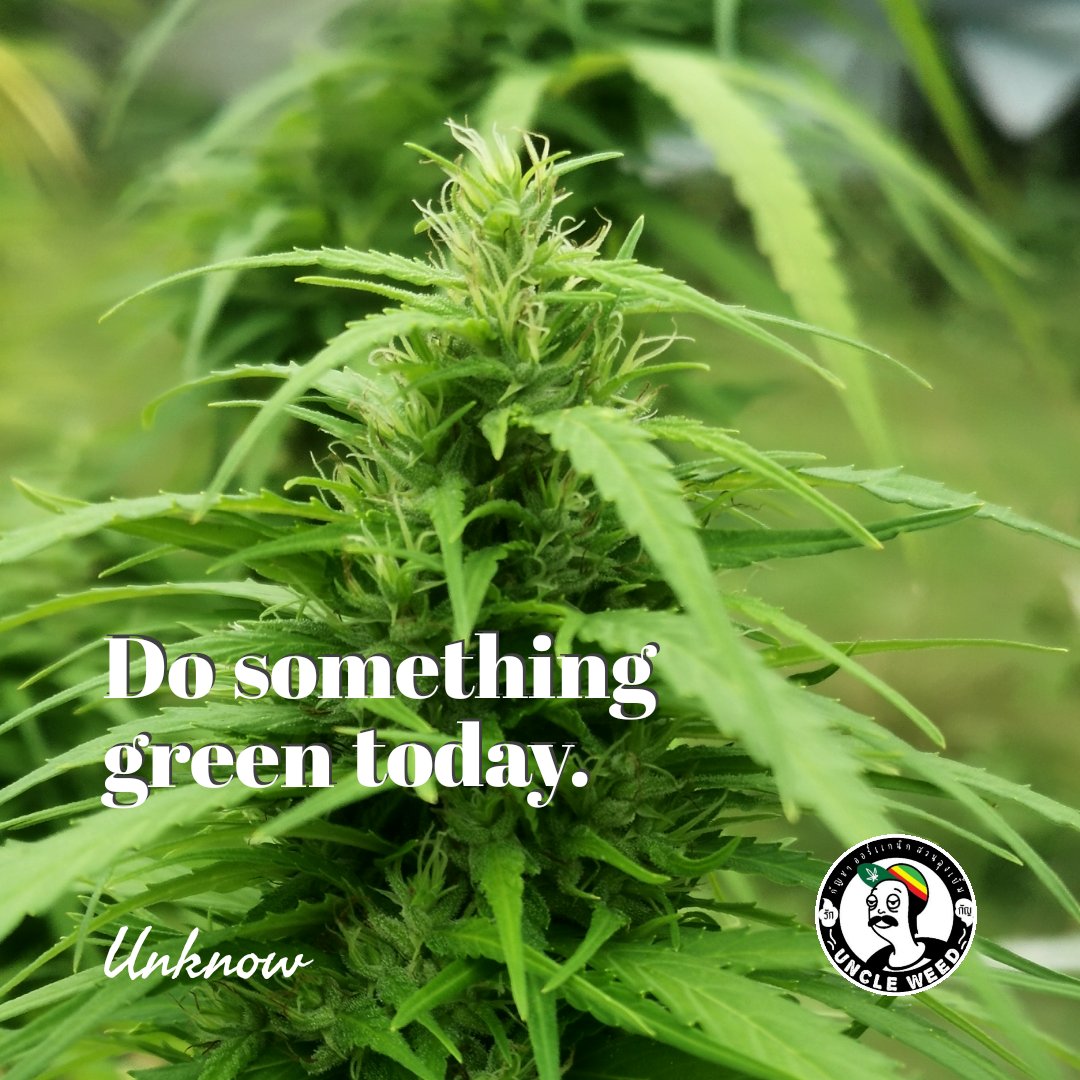UncleWeed88's tweet photo. #ปลูกธรรมชาติ​ #กัญชาออแกนิค #กัญชา​ #Sativa #cannabisthailand​ #cannabisgrower #สายเขียว https://t.co/i7cQnzitJC