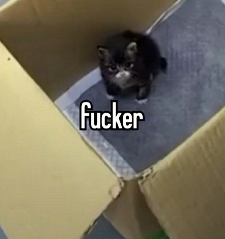 suiitears's tweet image. 