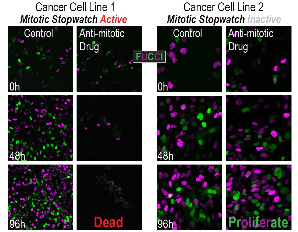 Our manuscript "Control of cell proliferation by memories of mitosis" is online. We show how cells can measure and memorize the duration of mitosis to monitor the quality of cell division, which has implications for cancer development and treatment.
biorxiv.org/content/10.110…