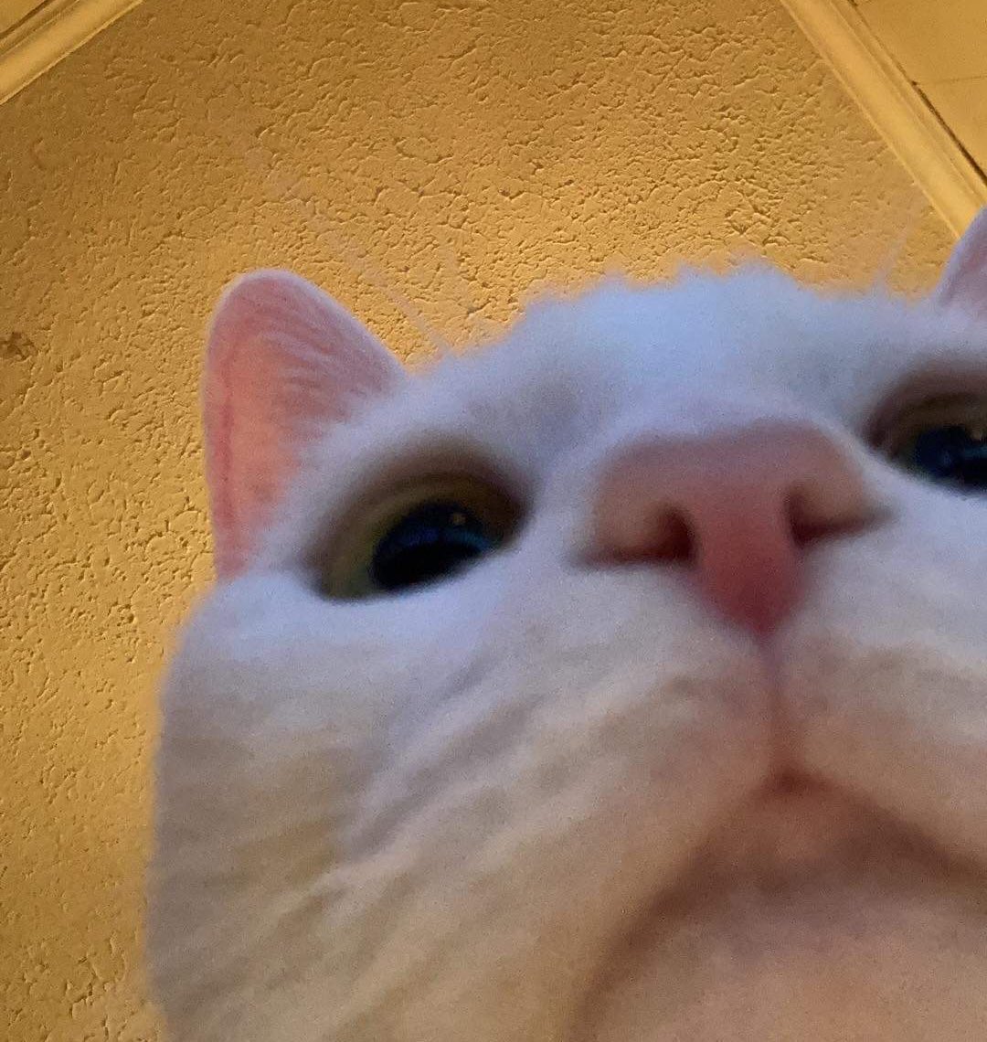 Blanca and Drusilla tweet media