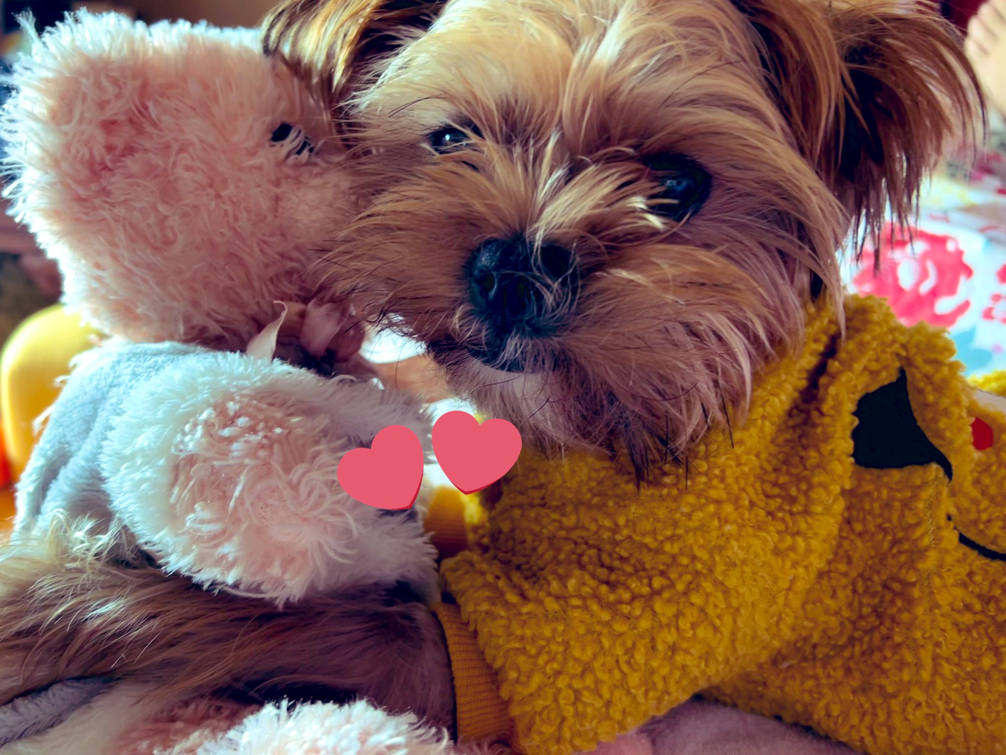 チューバッカ犬 Twitter Search Twitter