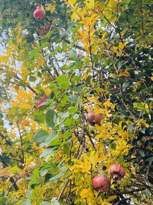 頭上に柘榴。 