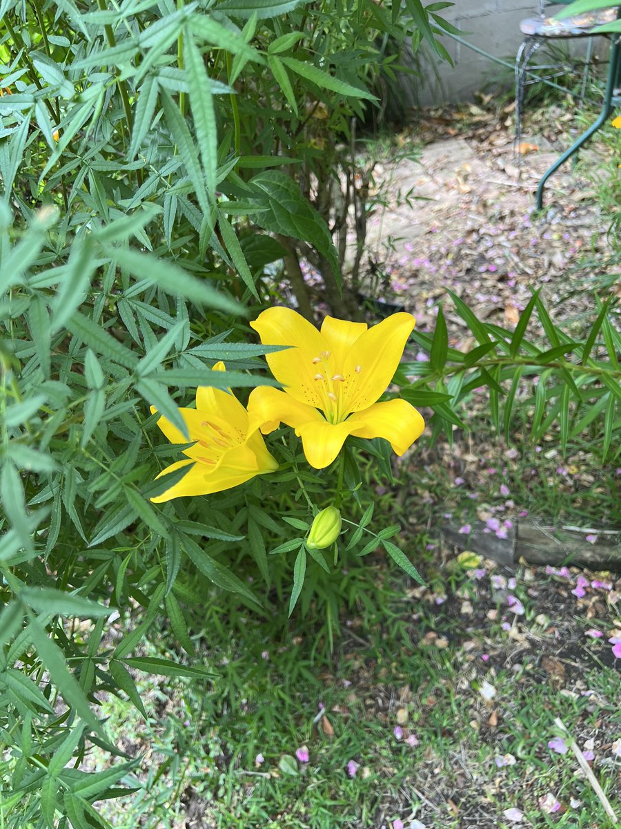 Owl Fowl on Twitter "RT midge_thomas First of the liliums. And my