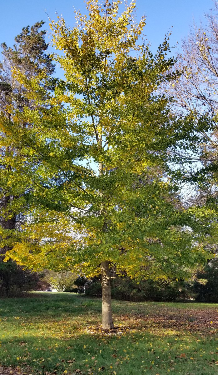 AnaCVW's tweet photo. Happy November from Holmdel Ginkgo.  So excited that these gorgeous leaves are becoming golden. @BrianLehrer #BLTrees @nycbotanist https://t.co/JFMQMaCIlf