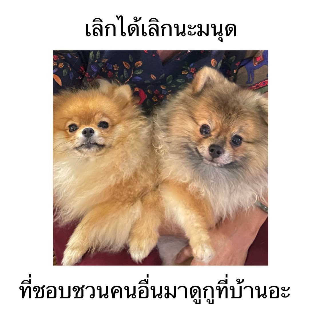 bbigkachu's tweet photo. เลิกไม่ได้จริงๆ ช่วยทำมาหากินหน่��ย 555555555555555555555555555 https://t.co/okIxs4rBLI