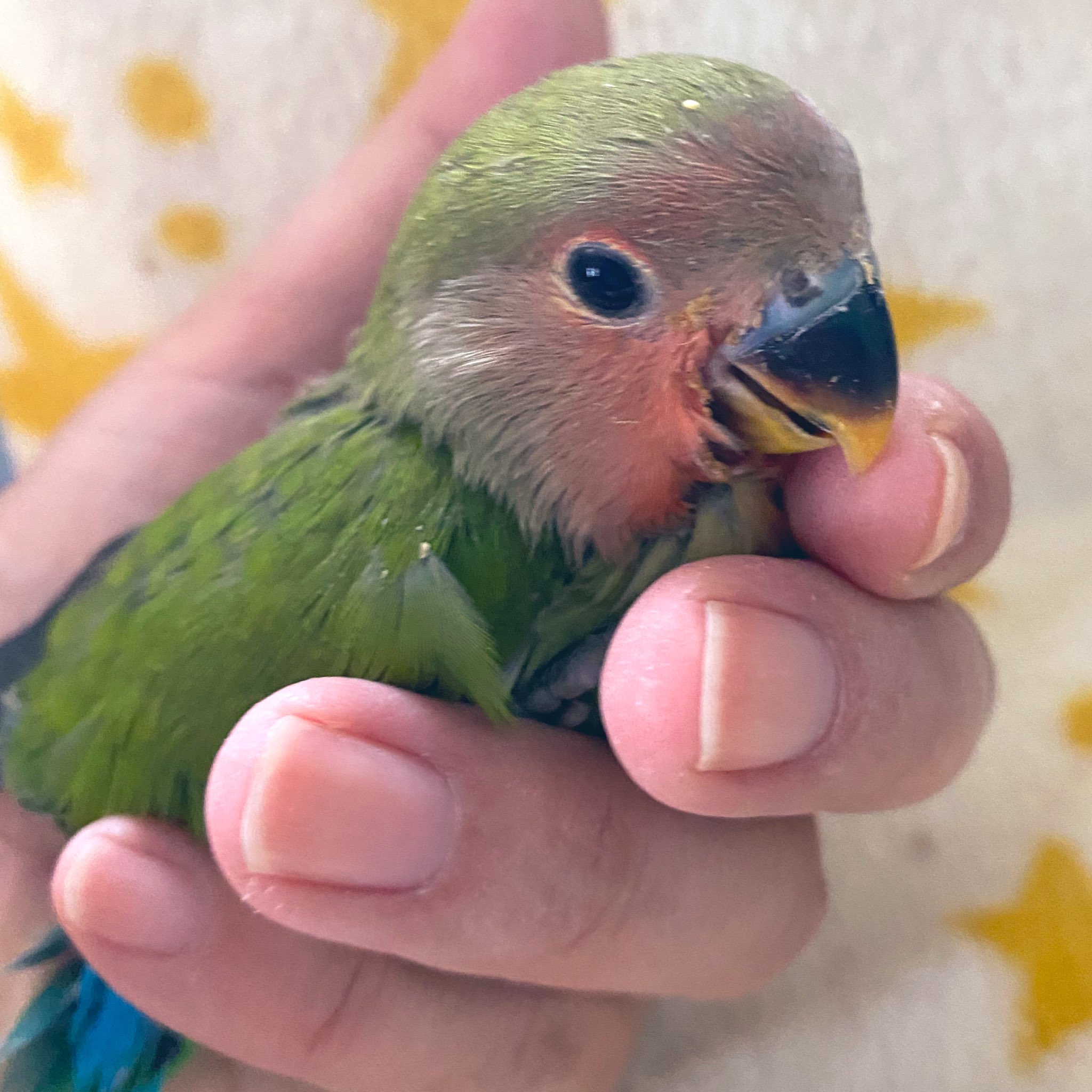 鳥っちょ 里親募集 有償です Toriccho412 Twitter