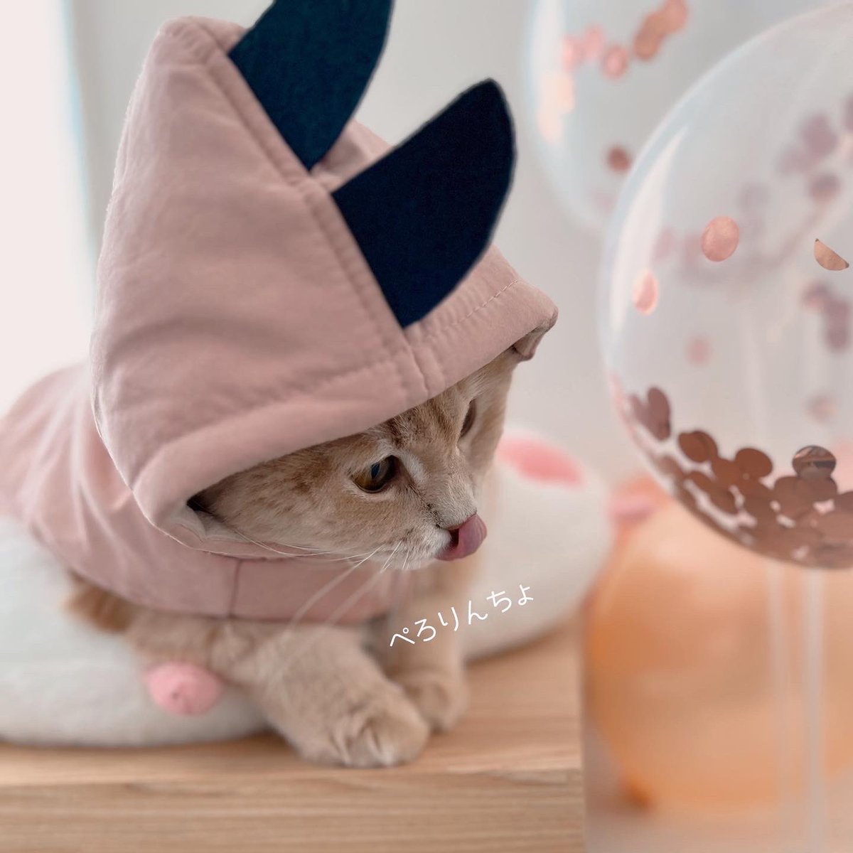 写真でひとことお願いします🤗
#大喜利 #かわいい猫