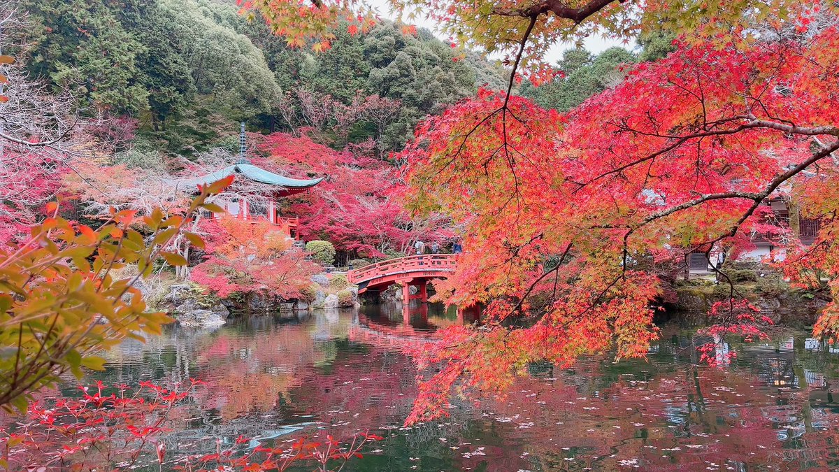 victoriamind's tweet photo. 醍醐寺、弁天堂付近は見頃 https://t.co/S14Pb8Bjil