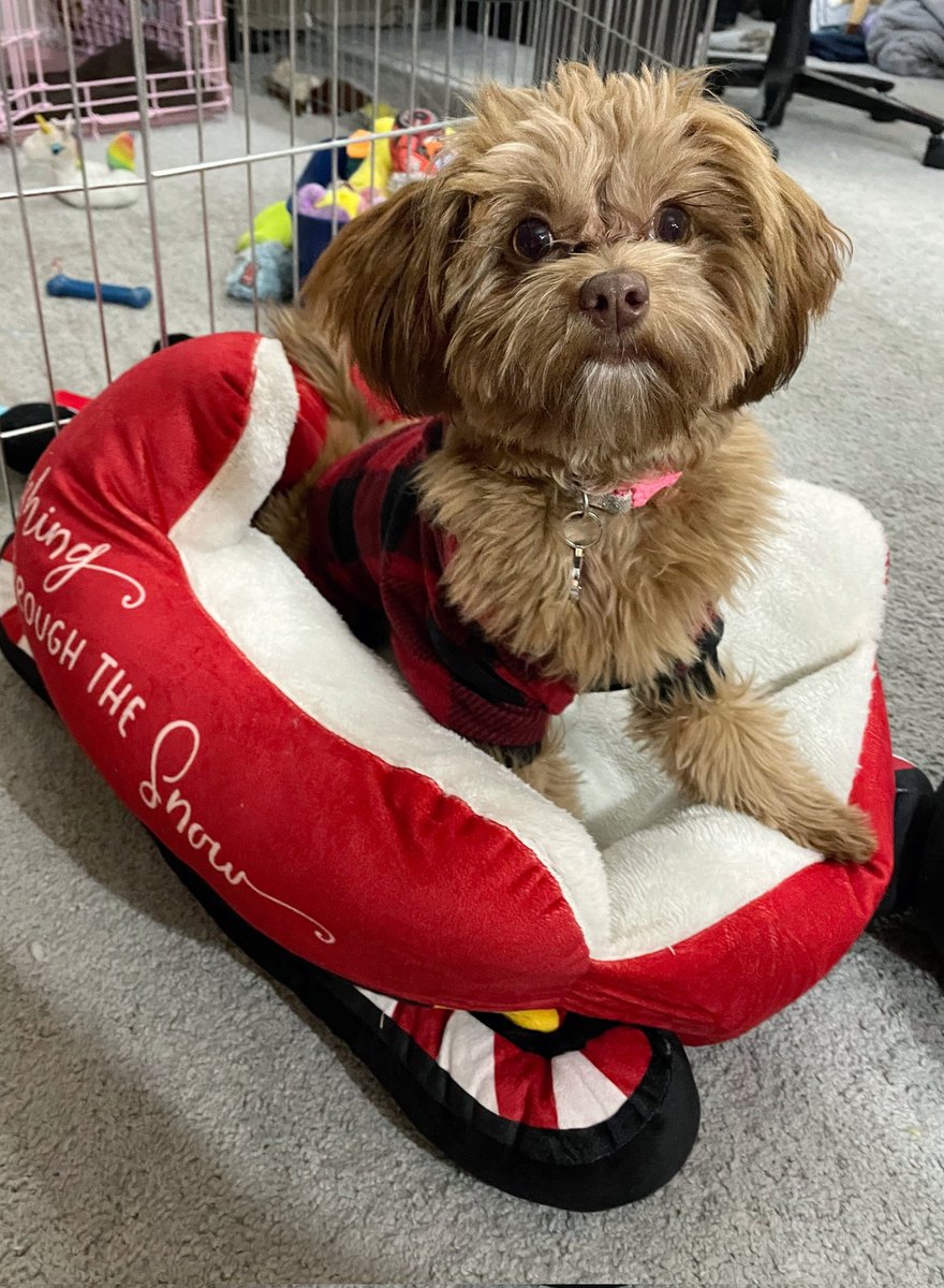 💙Ashlee💙 (@mittsforkitts) on Twitter photo 