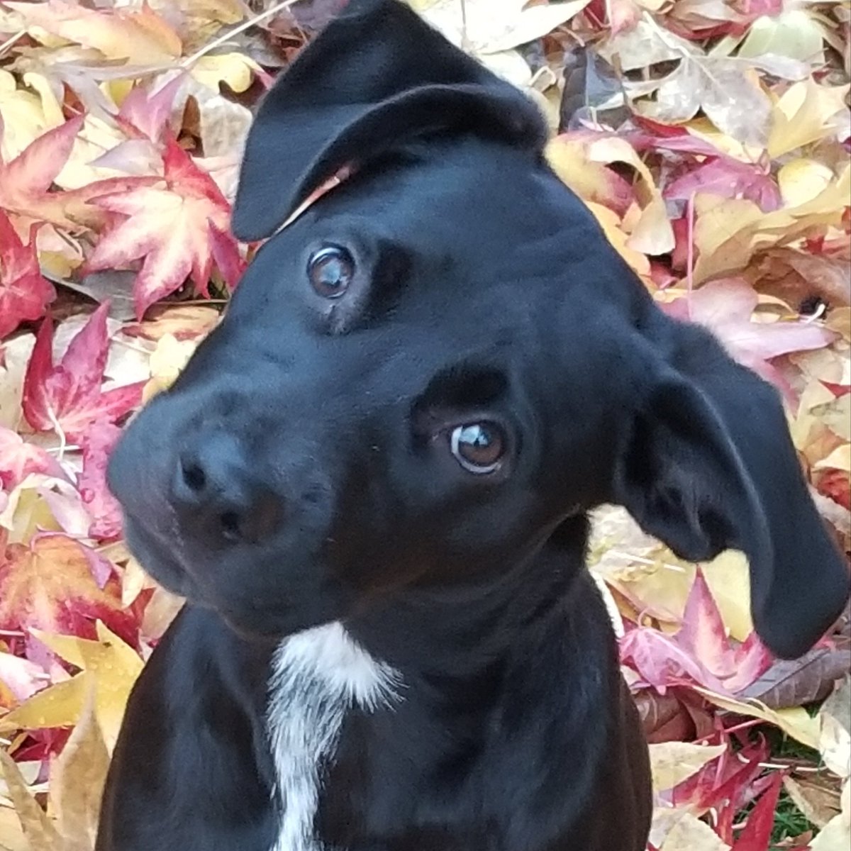 Rickerrad's tweet image. #NewProfilePic