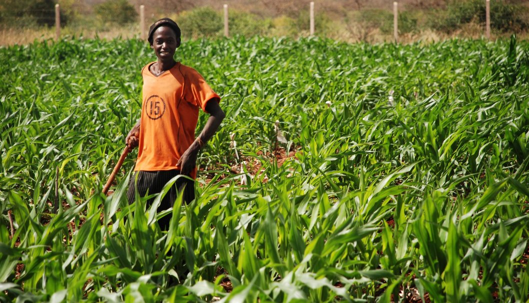 impact_afrika's tweet photo. Agriculture is where the young people in Africa don't want to go to. That's where their parents don't want them to go, because the … impression that we have about agriculture, because of the fact that it's not driven by technology, is that [it] is not aspirational for the youth. https://t.co/ty5wJEDsjq