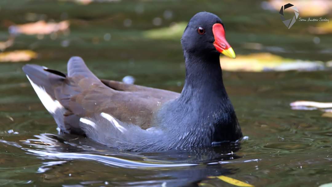 SasleySean's tweet photo. Moorhen (Gallinula chloropus) https://t.co/aqtgR7TgMi
