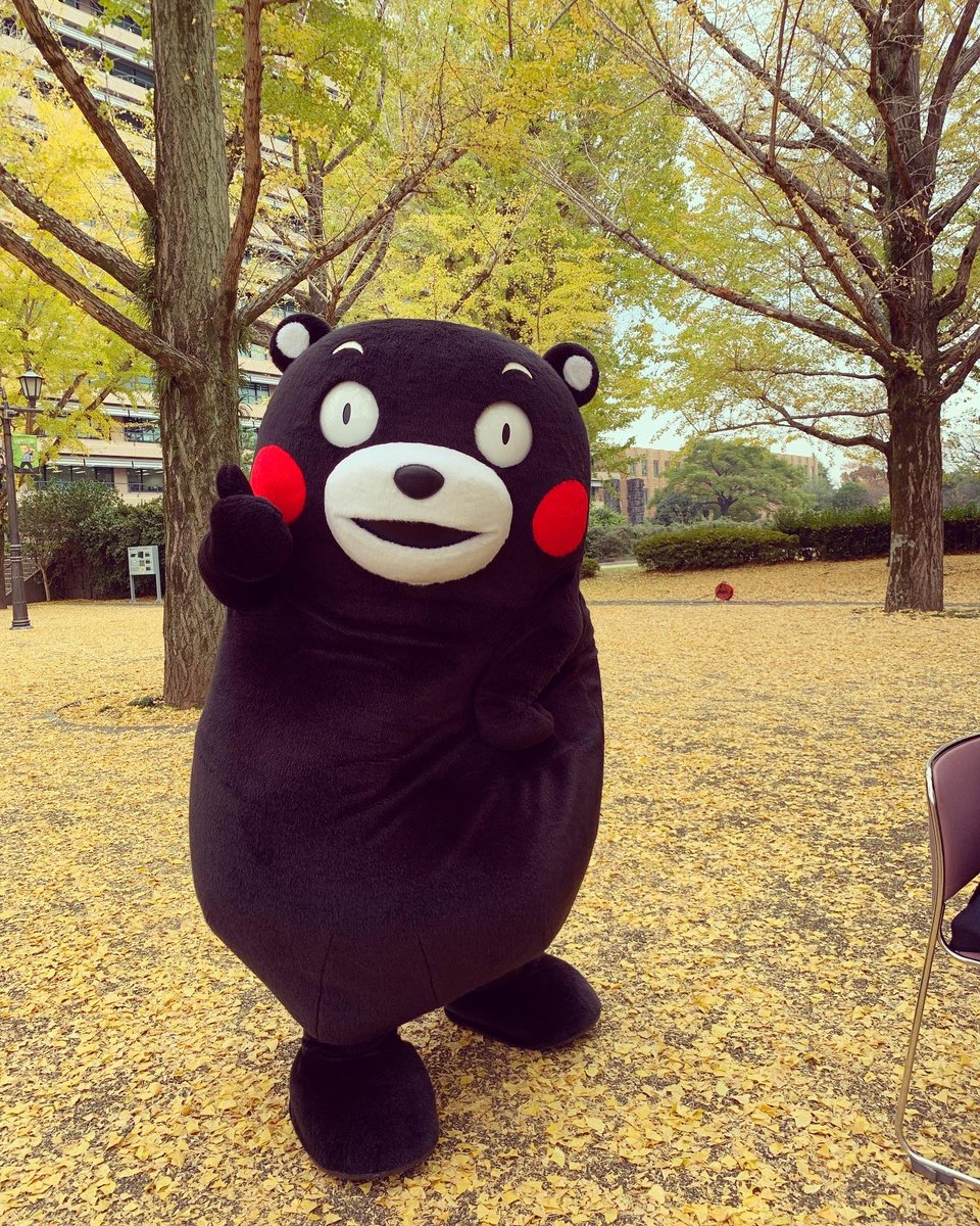 TajiriYoshihiro's tweet photo. くまモンとくまモンを撮ってる人の写真。

＃熊本市　＃くまモン　＃熊本市議会議員　＃田尻よしひろ
＃銀杏　＃SELP ＃黄色いジュータン https://t.co/9AXwNjE5Y3
