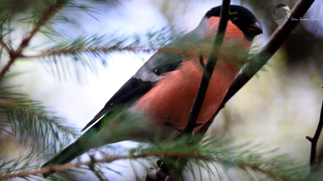 SasleySean's tweet photo. Bullfinch (Pyrrhula pyrrhula) https://t.co/UMXQVveQpK