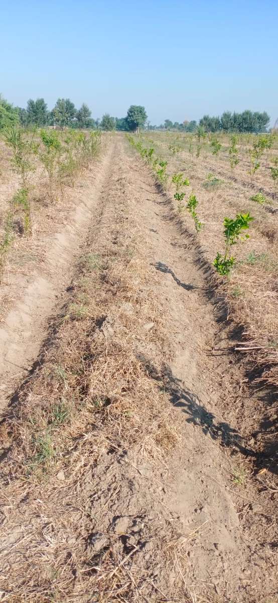 FarmsShifa's tweet photo. Current condition of plants At Shifa Farms. We have implemented One Acre Prosperity modal through which a farmer can earn more than 2 million from one Acre per year.
#Sustainability #agriculture #SaveSoil https://t.co/Gwq4NBGX3x