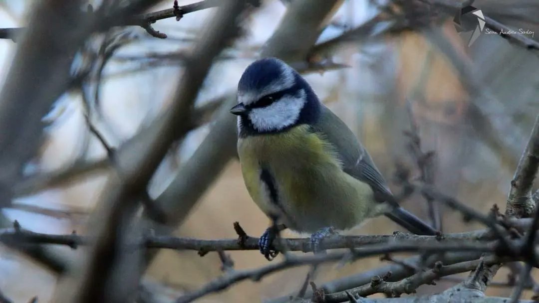 SasleySean's tweet photo. Blue tit (Cyanistes caeruleus). https://t.co/4PRkjFvYAV