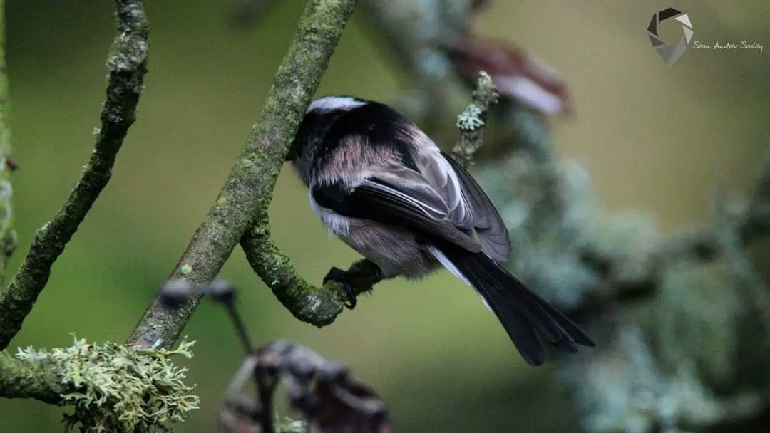 SasleySean's tweet photo. Long-tailed tit (Aegithalos caudatus) https://t.co/8KA4QSQPWr