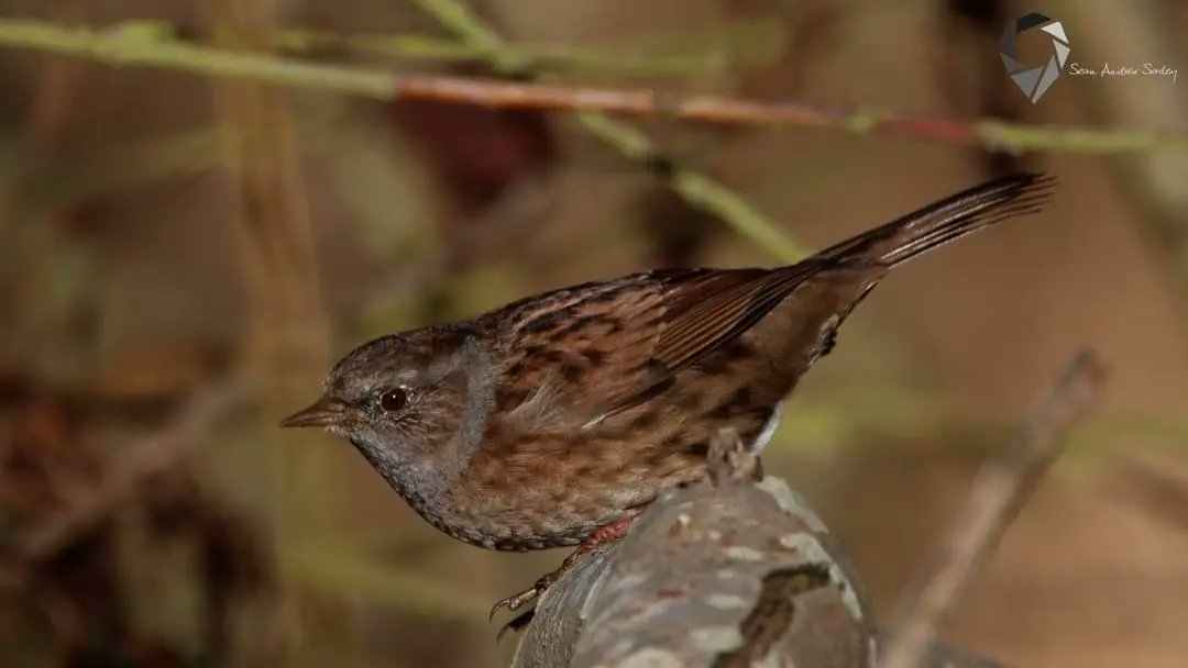 SasleySean's tweet photo. Dunnock (Prunella modularis) https://t.co/aAmcYb36NQ