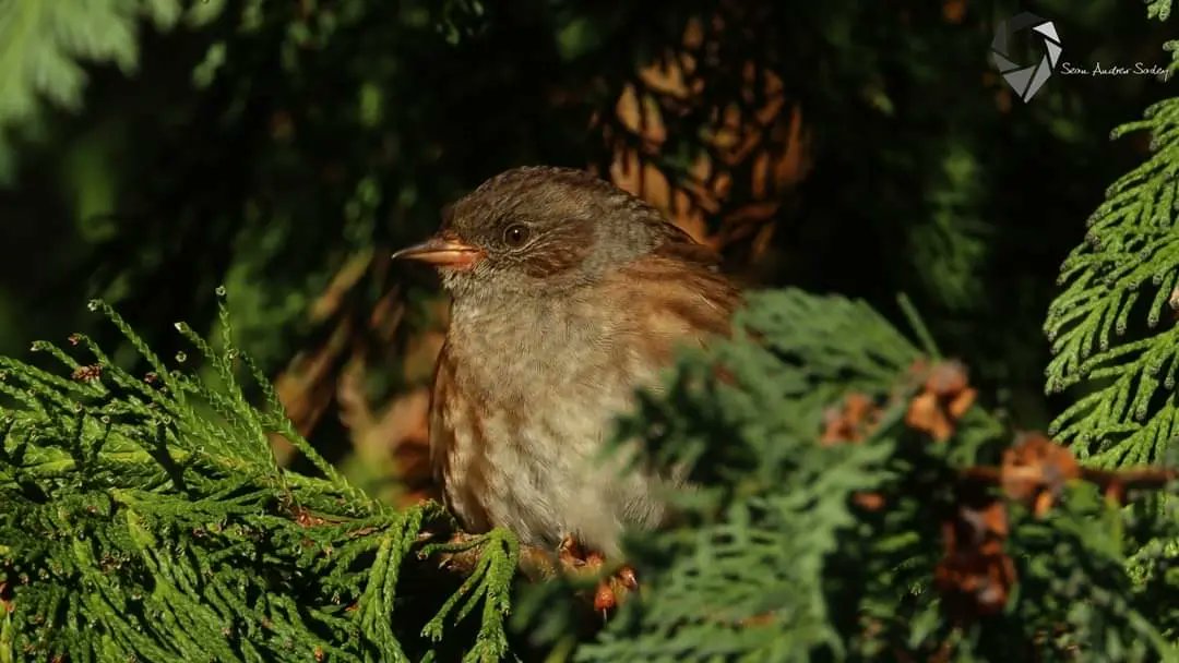 SasleySean's tweet photo. Dunnock (Prunella modularis) https://t.co/aAmcYb36NQ