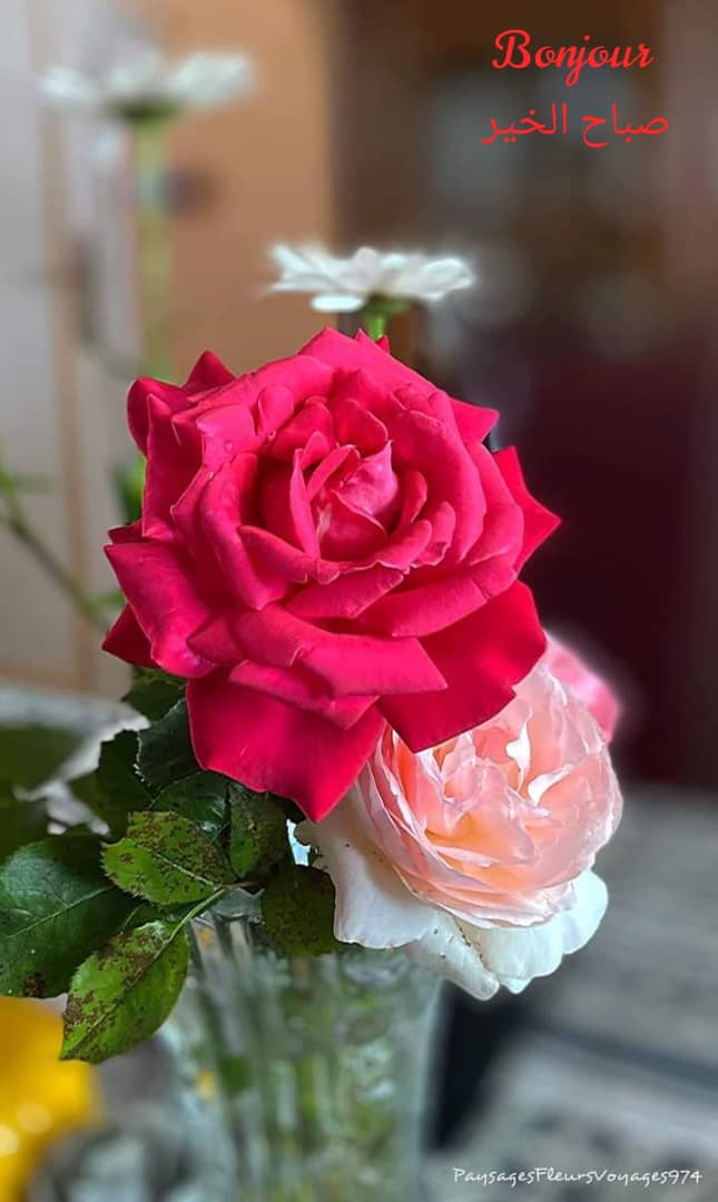 KachakechI's tweet photo. *💧ع��ر الصباح💧*
*🌹نهاركم سعيد🌹*

*عندما يرحل الإهتمام ،لا فرق بين البقاء والغياب*
 *Quand l'attention disparait, il n' y a plus de différence entre rester et s'absenter*.

*🌻صباح الإهتمام🌻*

*🇱🇧صوت لبنان الإغترابي🇱🇧*
*https://t.co/O3gZKv8DVb* https://t.co/6f4Q8KL93w