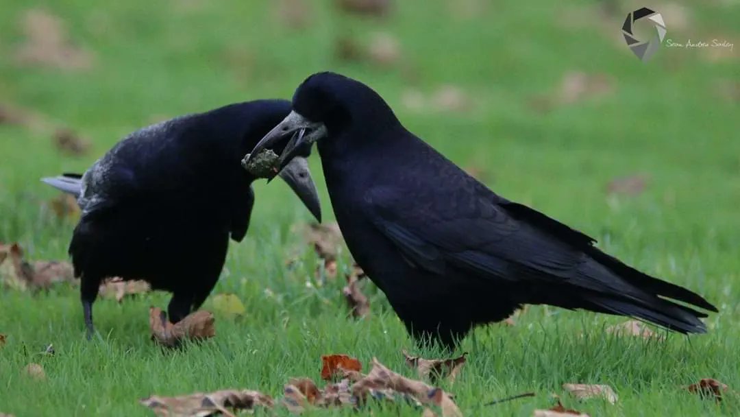 SasleySean's tweet photo. Rooks (Corvus frugilegus) https://t.co/3dBomsH5W0