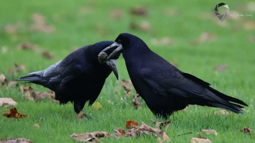 SasleySean's tweet photo. Rooks (Corvus frugilegus) https://t.co/3dBomsH5W0