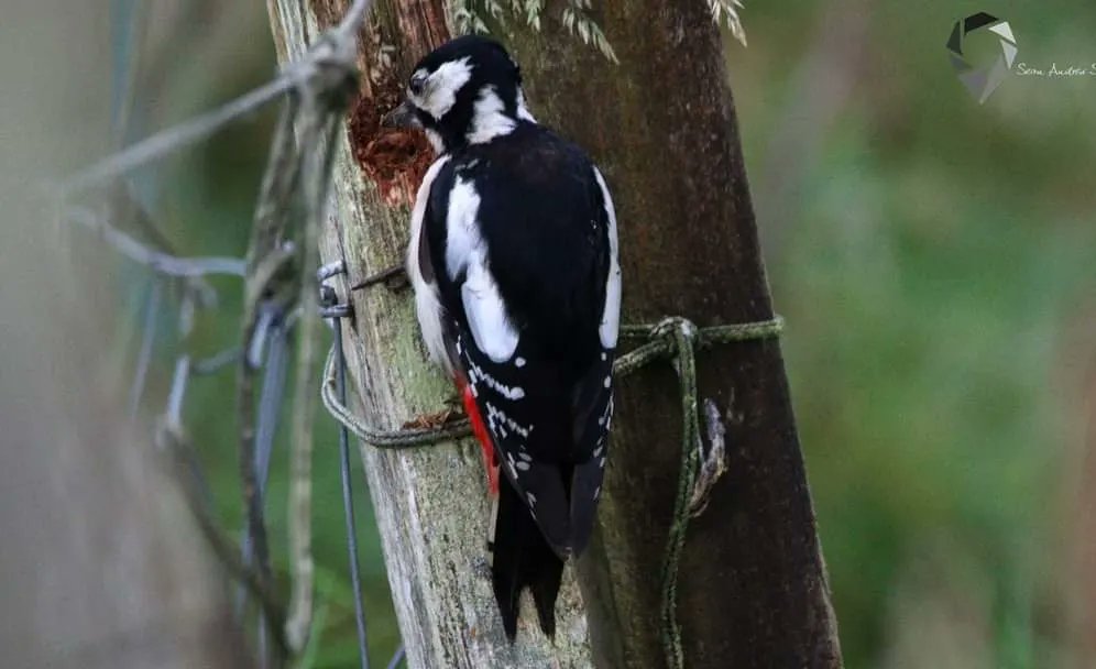 SasleySean's tweet photo. Great spotted woodpecker (Dendrocopos major) https://t.co/Dx9TfWtyDa